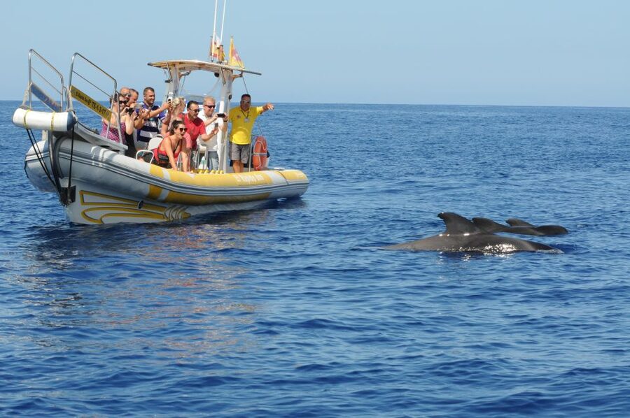 Los Gigantes: Dolphin and Whale Watching Cruise by Speedboat - The guides and the tone on board