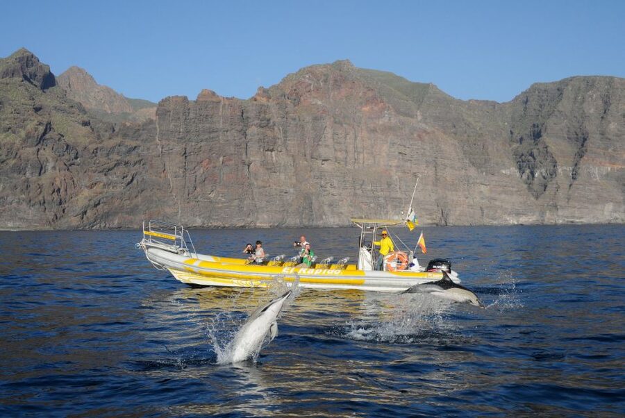Los Gigantes: Dolphin and Whale Watching Cruise by Speedboat - Is $33 good value for two hours?