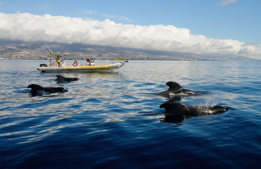 Los Gigantes: Dolphin and Whale Watching Cruise by Speedboat - Leaving Los Gigantes port for open water