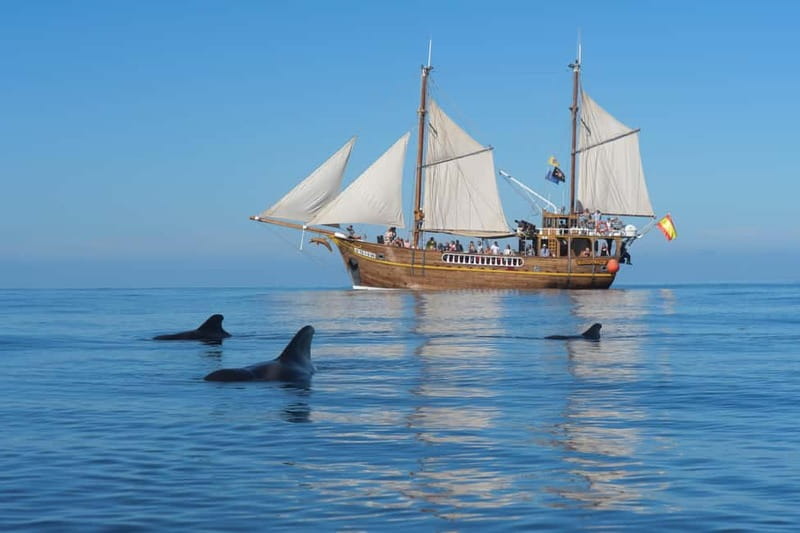 Los Gigantes: Dolphin and Whale Watching Tour with Drinks - Setting out from Los Gigantes Harbor