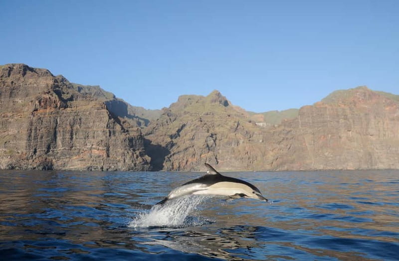 Los Gigantes: Dolphin and Whale Watching Tour with Drinks - The Masca and Los Gigantes cliffs from the water
