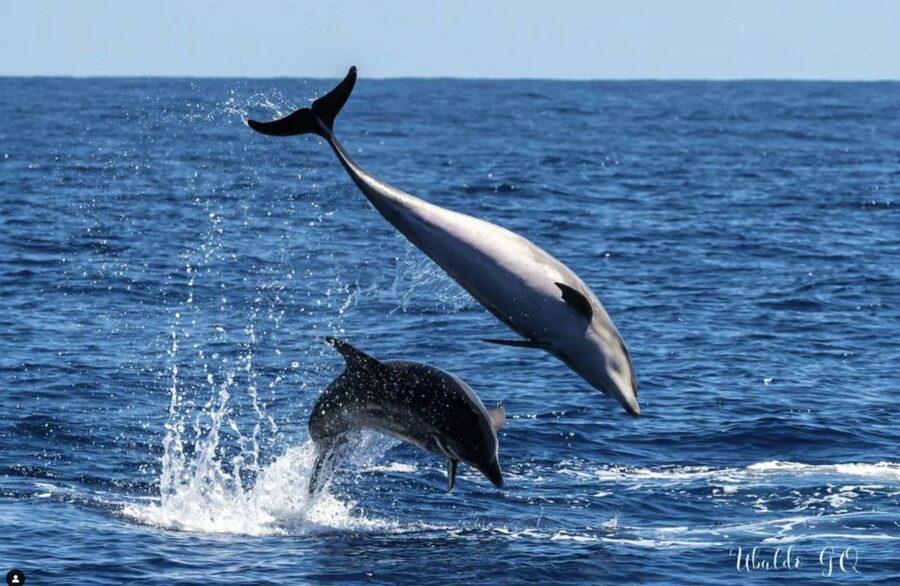 Los Gigantes: Dolphin and Whale Watching Tour with Drinks - Swimming near the cliffs