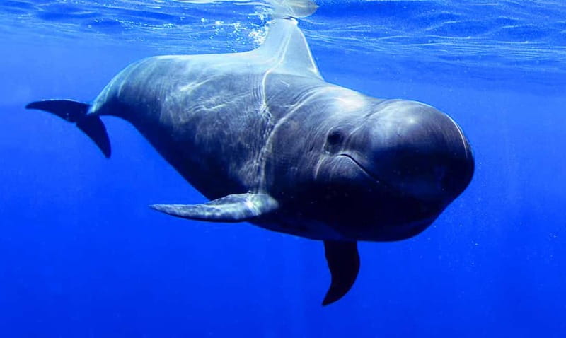 Los Gigantes: Dolphin and Whale Watching Tour with Drinks - Searching for dolphins and pilot whales