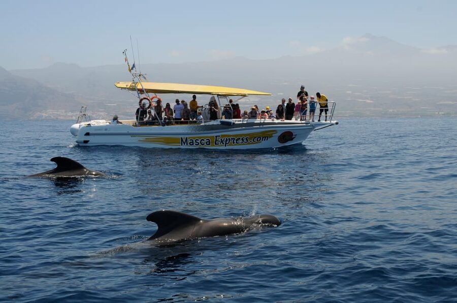 Los Gigantes: Dolphin & Whale Watching Cruise with Swim Stop - Key details to know before you go