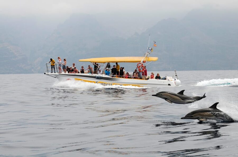 Los Gigantes: Dolphin & Whale Watching Cruise with Swim Stop - Meeting pilot whales and playful dolphins