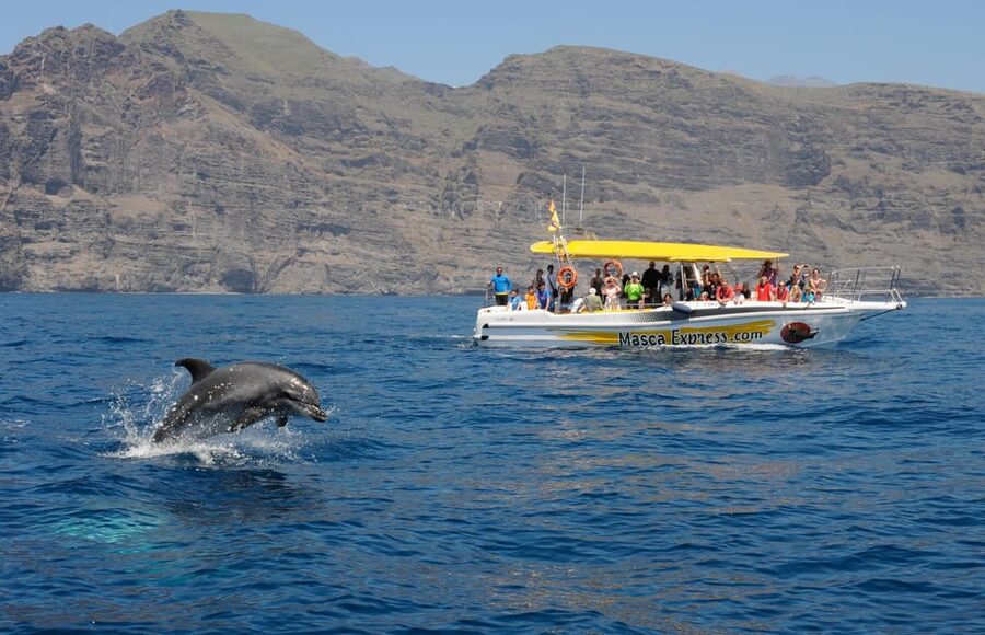 Los Gigantes: Dolphin & Whale Watching Cruise with Swim Stop - Searching the Teno-Rasca Whale Sanctuary