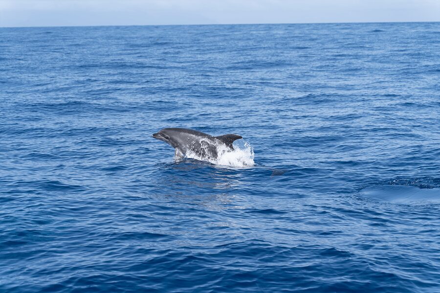 Los Gigantes: Sailing Excursion with Swimming, Drink & Tapas - Key points before you book
