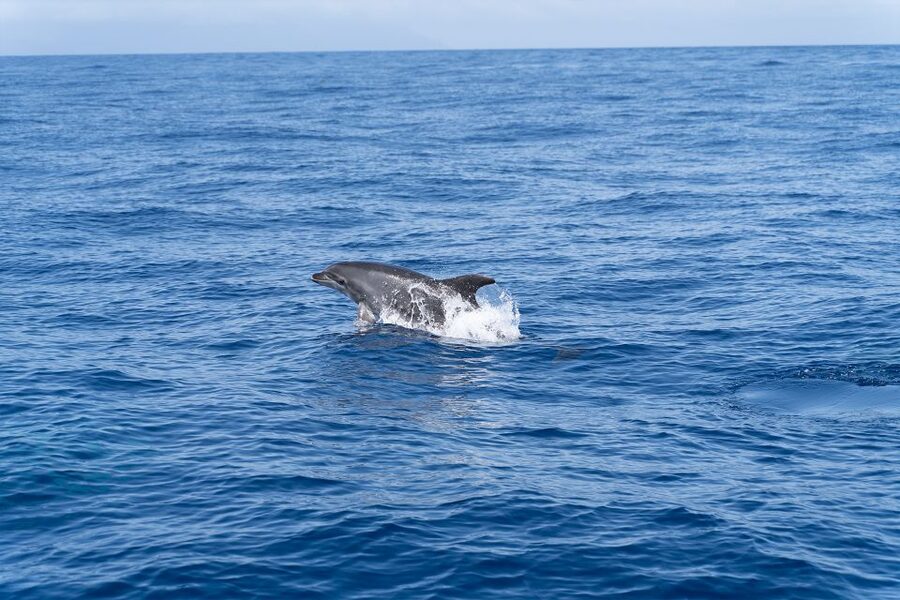 Los Gigantes: Sailing Excursion with Swimming, Drink & Tapas - Should you book it?