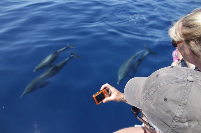 Los Gigantes: Whale or dolphin watching and swimming tour in Masca - Key points to know before booking