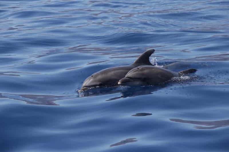 Los Gigantes: Whale or dolphin watching and swimming tour in Masca - Practical details that affect your day