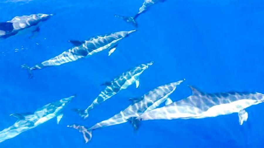 Los Gigantes: Whales and Dolphin Watching Cruise with Lunch - Key things to know before you book