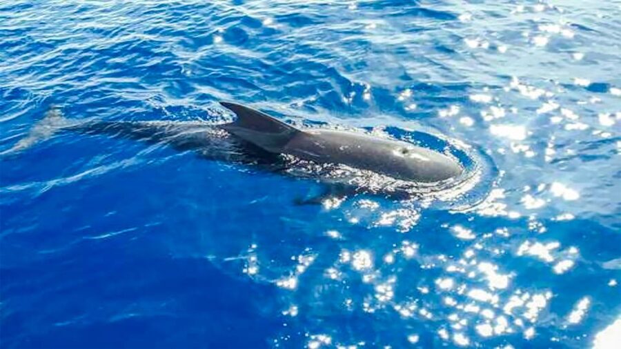 Los Gigantes: Whales and Dolphin Watching Cruise with Lunch - Booking details that matter