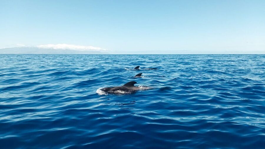 Los Gigantes: Whales and Dolphin Watching Cruise with Lunch - Leaving Los Gigantes with Antonio at the helm