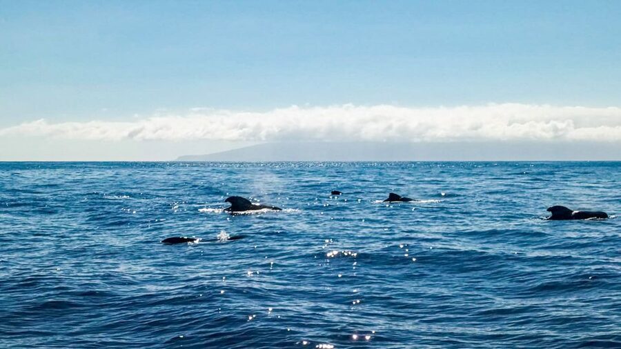 Los Gigantes: Whales and Dolphin Watching Cruise with Lunch - Swimming under the 600-meter Cliffs of the Giants