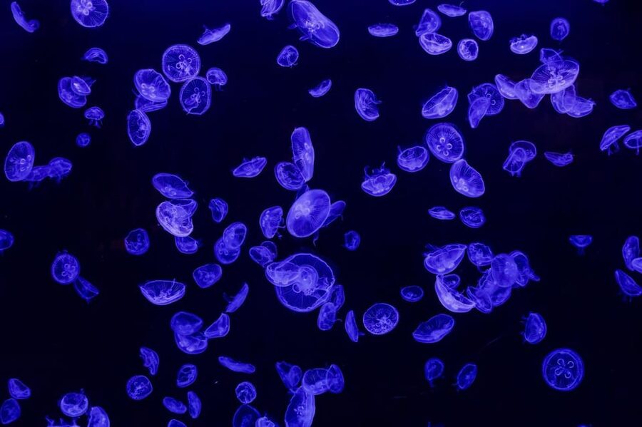 Madrid: Atlantis Aquarium Entry Ticket - Sharks, turtles, jellyfish, and tropical fish