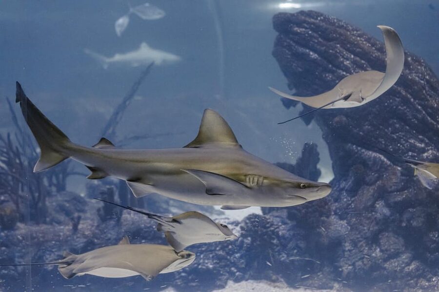 Madrid: Atlantis Aquarium Entry Ticket - Penguins and Antarctica: a change in mood