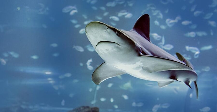 Madrid: Atlantis Aquarium Entry Ticket - Price, practical value, and the crowd question