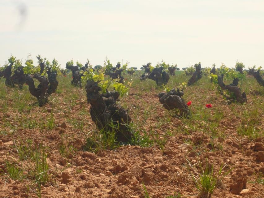 Madrid Region Wineries Guided Tour with Wine Tastings - Why Madrid’s wine country deserves your time