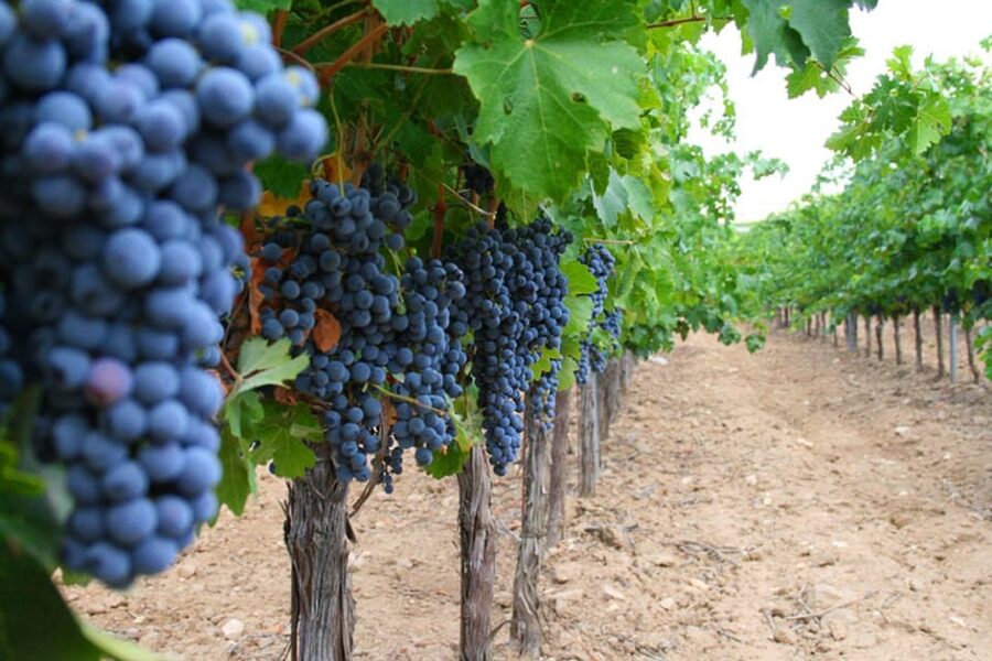 Madrid: Toledo Day Trip with Winery Visit and Wine Tasting - San Juan de los Reyes and Toledo Cathedral