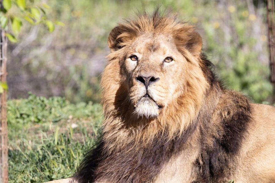 Madrid: Zoo Aquarium Madrid Ticket - The animal enclosures and the best-known species