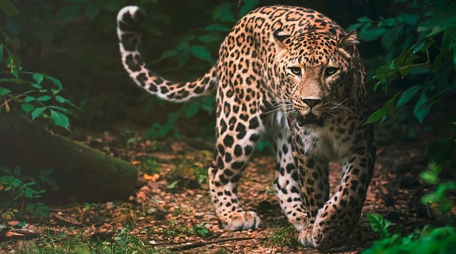 Madrid: Zoo Aquarium Madrid Ticket - Gorillas, primates, and the IrenIA technology