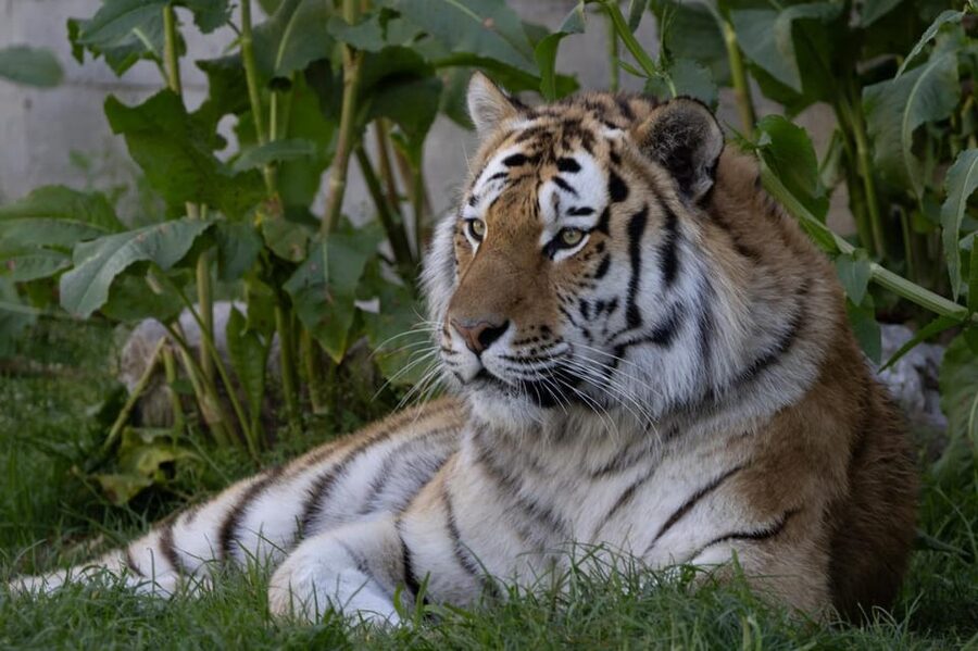 Madrid: Zoo Aquarium Madrid Ticket - Food, shade, rest, and the practical side of the day