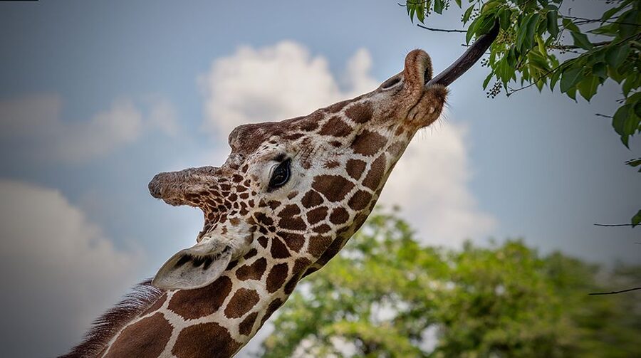 Madrid: Zoo Aquarium Madrid Ticket - Who should book this Madrid attraction?
