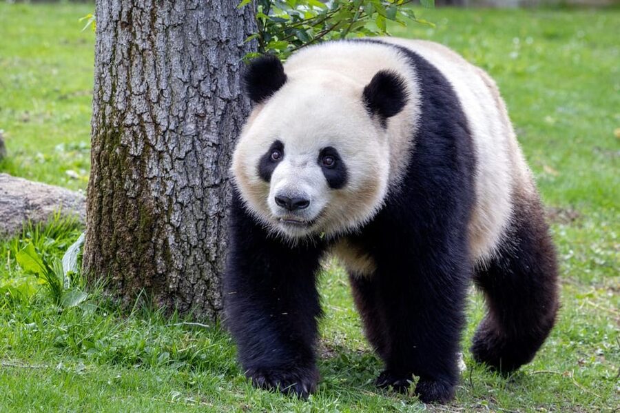 Madrid: Zoo Aquarium Madrid Ticket - Getting there and entering Casa de Campo