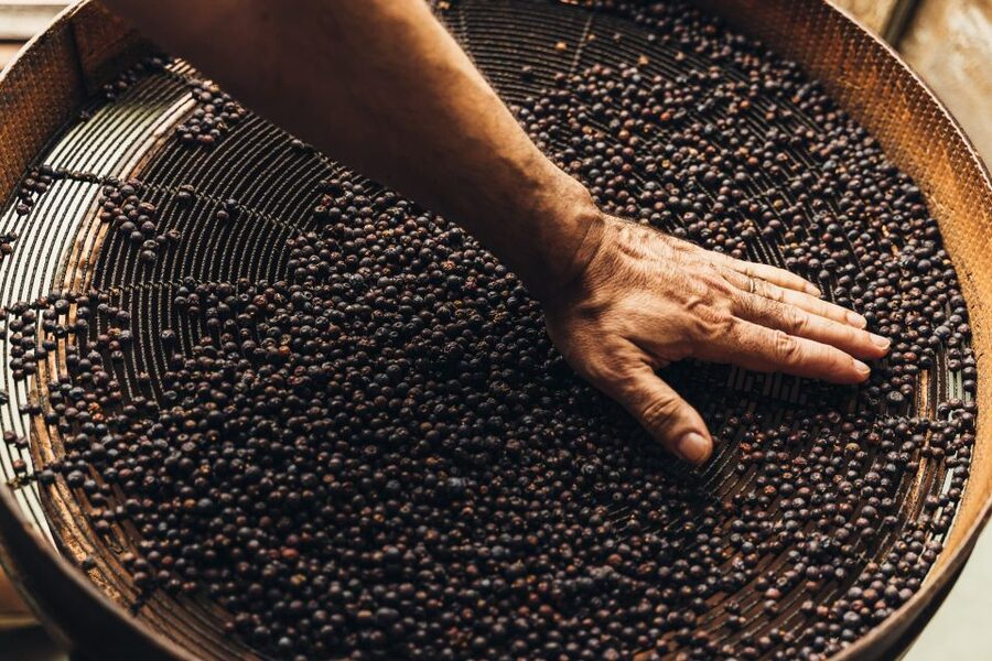 Mahón: Gin Distillery Tour with Tasting & Appetizers - Inside the distillery: equipment, juniper, and small batches
