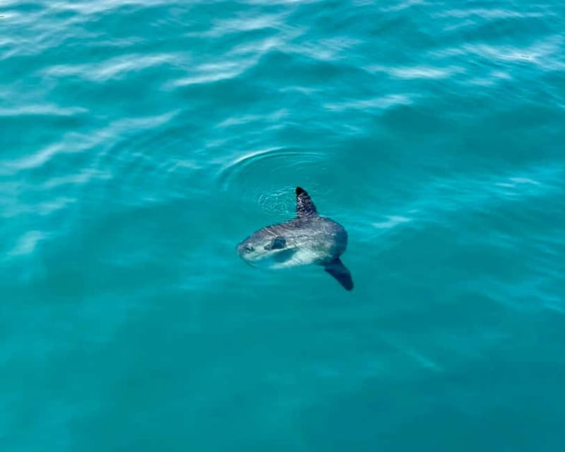 Málaga: Boat Tour w/ Snorkeling, Water Activities, and Lunch - Key details before you book