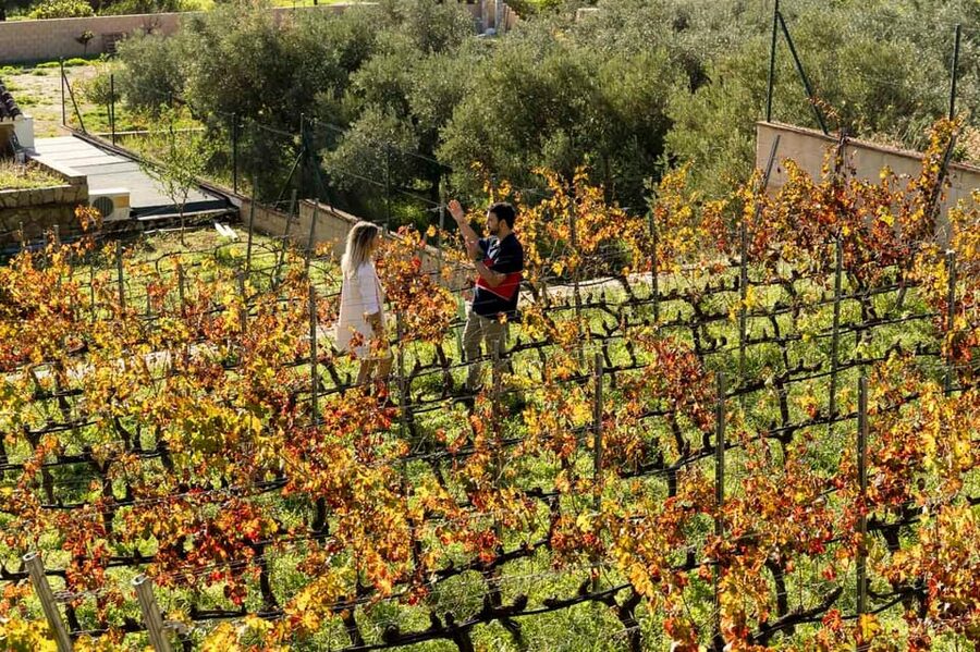 Malaga: Organic Vineyard Tour with 6 Wines, Tapas & Transfer - Should you book it?
