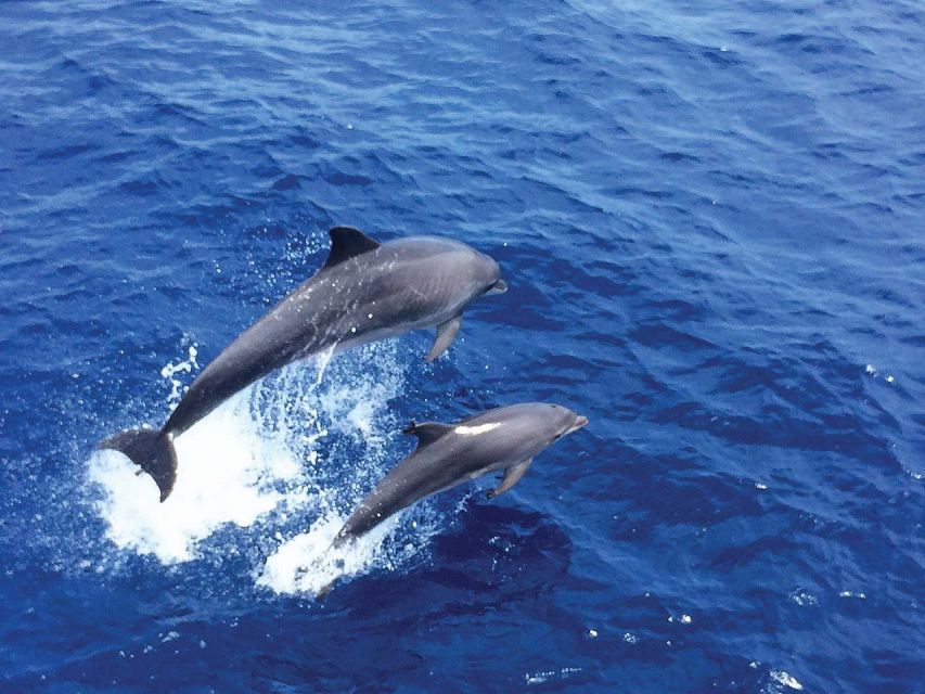 Mallorca: 2-Hour Dolphin Watching Cruise & Glass-Bottom Boat - Watching Dolphins in the Wild