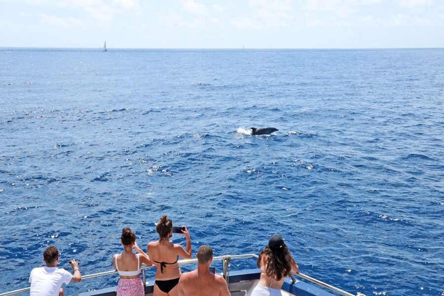 Mallorca: 2-Hour Dolphin Watching Cruise & Glass-Bottom Boat - The Two-Hour Route Along Mallorca
