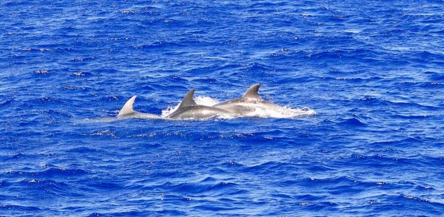 Mallorca: 3-Hour Afternoon Dolphin Watching Boat Tour - Key points at a glance