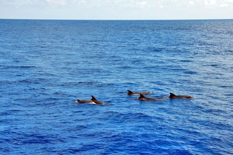 Mallorca: 3-Hour Afternoon Dolphin Watching Boat Tour - Glass-bottom windows offer a second way to see the sea