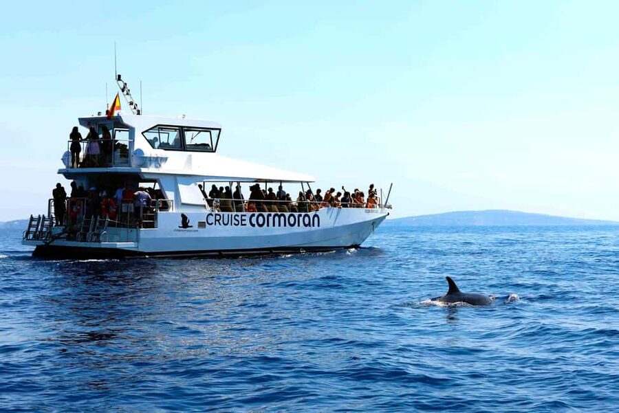 Mallorca: 3-Hour Afternoon Dolphin Watching Boat Tour - The swim stop is a welcome break