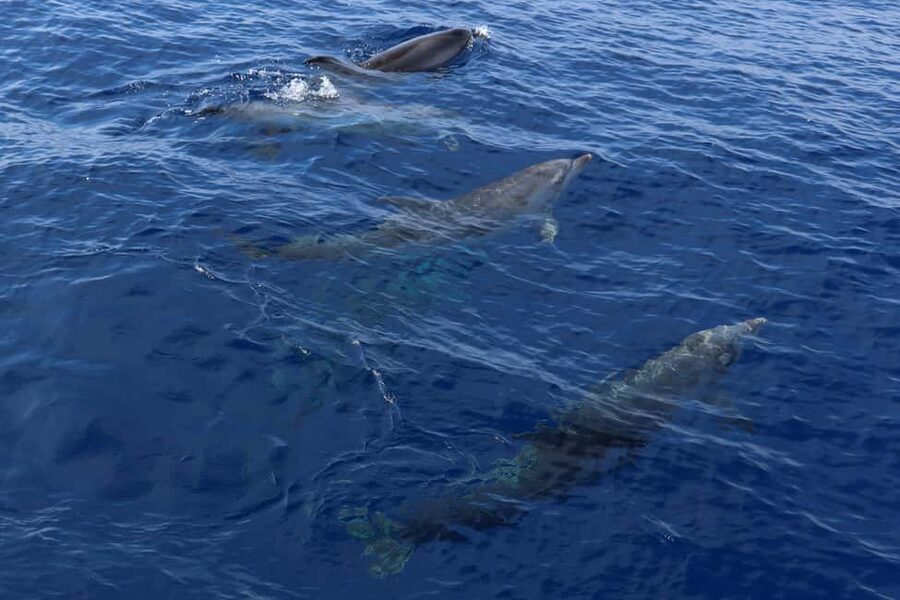Mallorca: 3-Hour Afternoon Dolphin Watching Boat Tour - Finding your best place onboard