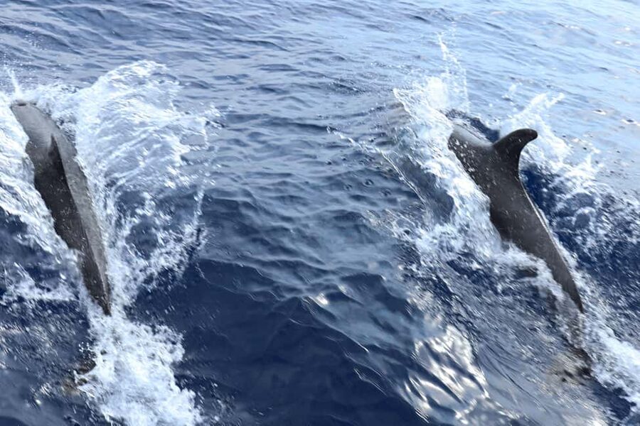Mallorca: 3-Hour Afternoon Dolphin Watching Boat Tour - Food, drinks, and the real value of $48