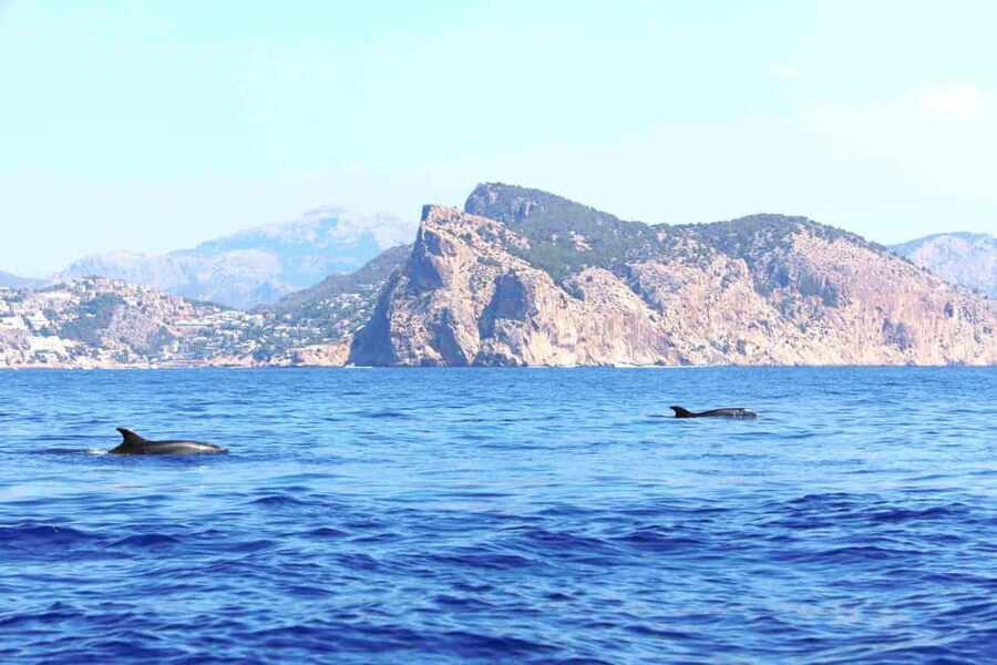 Mallorca: 3-Hour Afternoon Dolphin Watching Boat Tour - Should you book the Cruise Cormoran dolphin tour?
