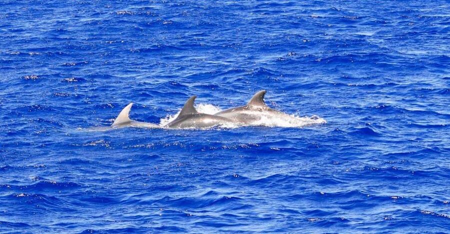 Mallorca: 3-Hour Afternoon Dolphin Watching Boat Tour - The dolphin search is exciting, but never guaranteed