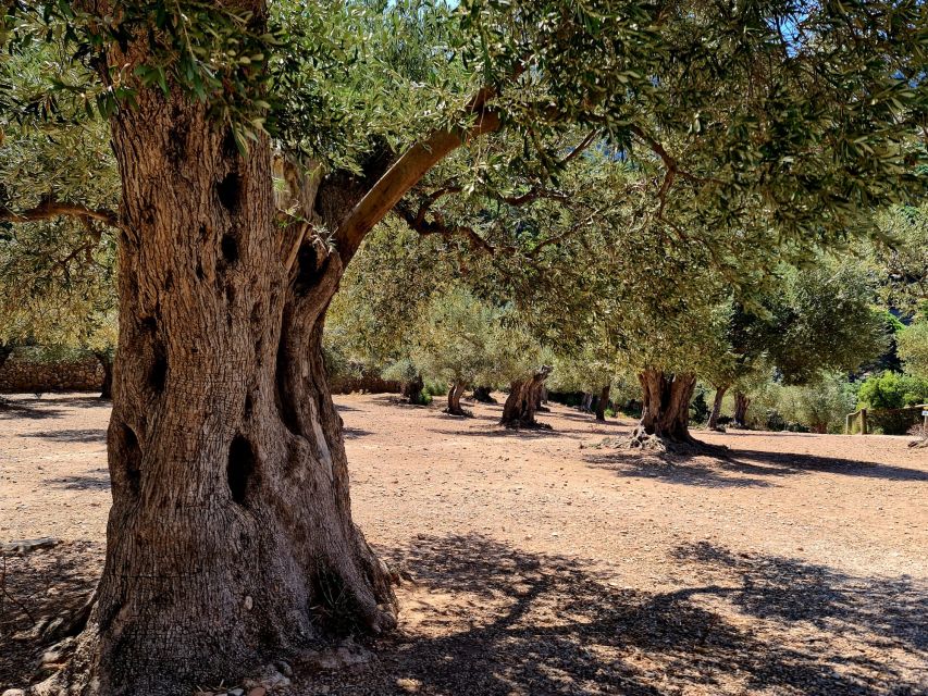 Mallorca: Day Trip to Hidden Gems of Tramuntana with Lunch - Why this half-day trip feels different