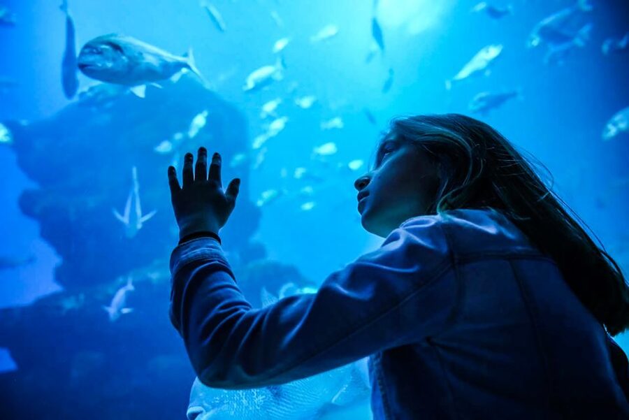 Mallorca: Dolphin Watching Cruise - The Glass-Bottomed Catamaran Experience