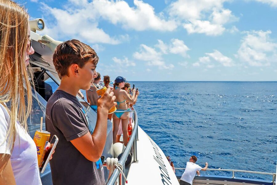 Mallorca: Dolphin Watching Cruise - Swimming in Clear Mallorca Water