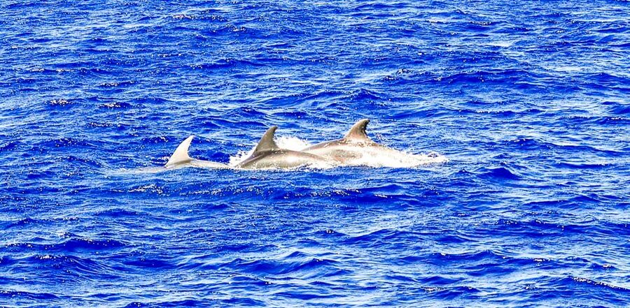 Mallorca: Dolphin Watching Cruise - How to Get the Best Spot on the Boat