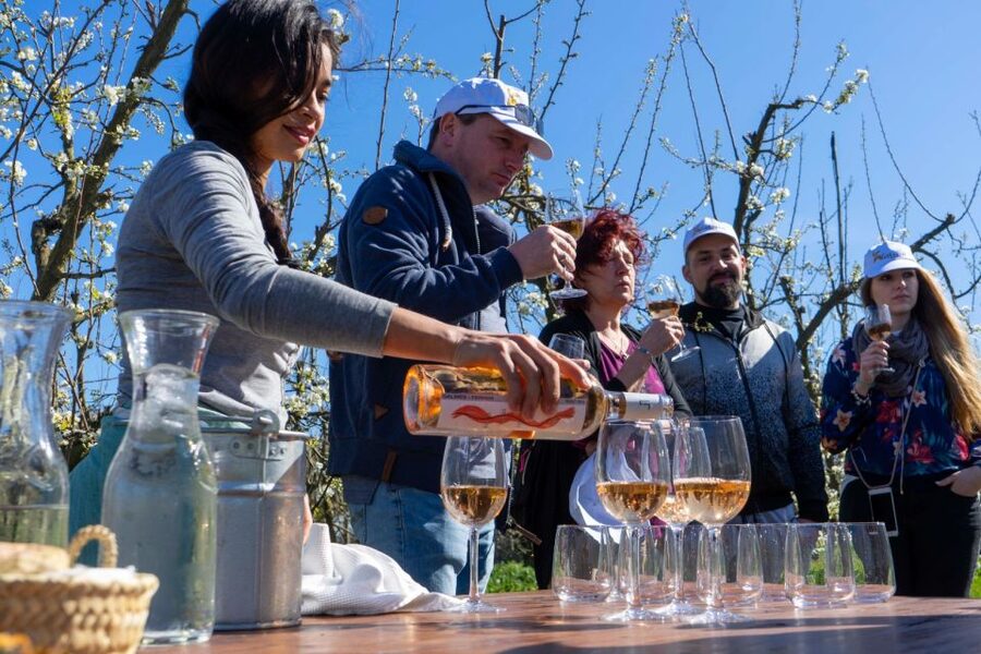 Mallorca: Full-Day Winery Small Group Tour - Who will enjoy this day most?