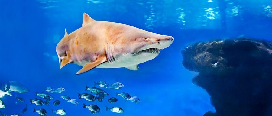Mallorca: Palma Aquarium Entry Ticket w/ Optional 3D Cinema - Big Blue and the shark viewing area