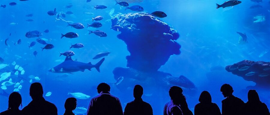 Mallorca: Palma Aquarium Entry Ticket w/ Optional 3D Cinema - Coral, turtles, rays, and smaller sea life
