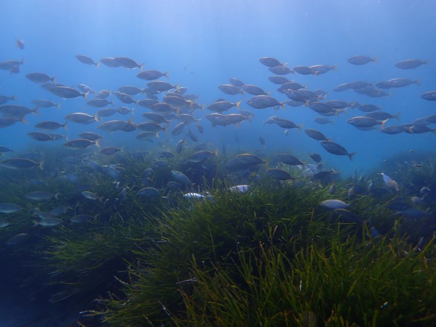 Mallorca: Snorkeling in a Beautiful Nature Reserve - Is $82 good value for Mallorca?