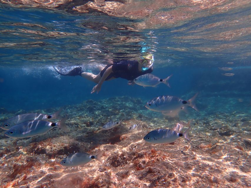 Mallorca: Snorkeling in a Beautiful Nature Reserve - What the 3.5-hour schedule feels like