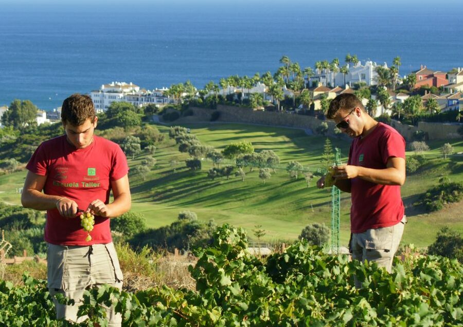 Manilva: Nilva Vineyard, Wine Tasting & Tapas Guided Tour - Starting at Civima, Manilva’s wine museum